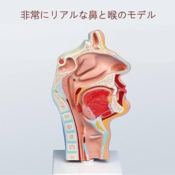 口腔解剖学シリーズ 1-5 セット、人体解剖学上肢下肢計7冊セット 口腔解剖学シリーズ 1-5 セット、人体解剖学上肢下肢7冊セット
